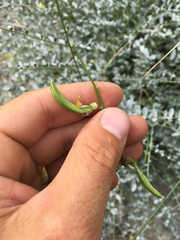 Astragalus tricarinatus
