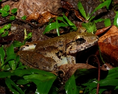 Limnonectes blythii