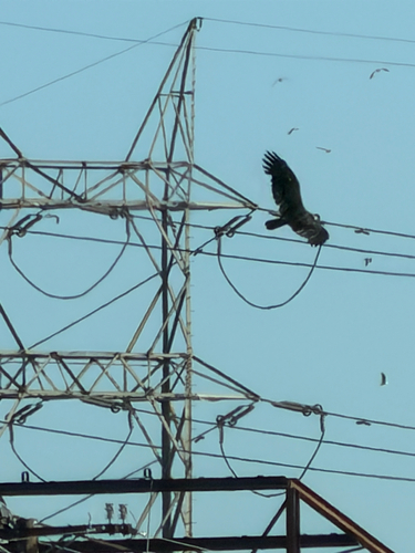 Turkey Vulture