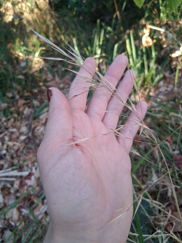 great brome