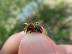 Anthidium punctatum