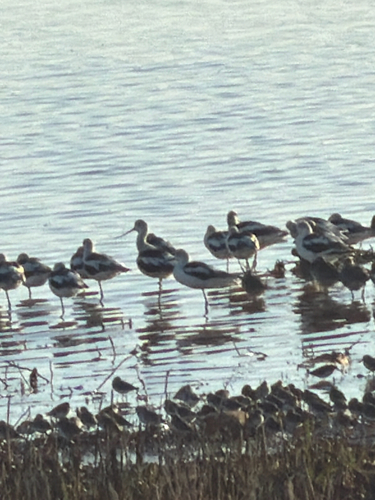 American Avocet