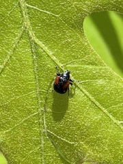 Synolabus bipustulatus