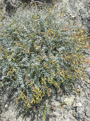 Astragalus tricarinatus