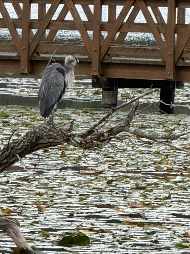 Great Blue Heron