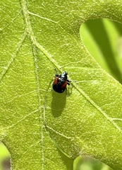 Synolabus bipustulatus