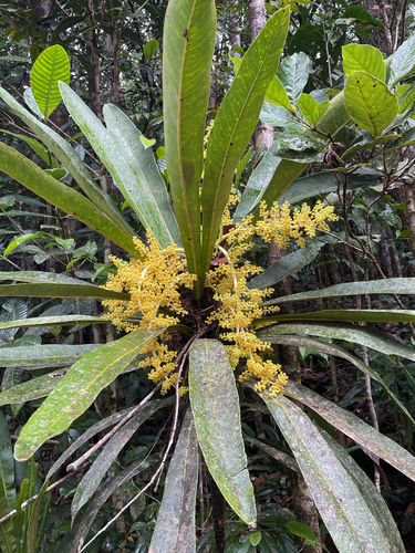 Meryta coriacea observed 2026-09-30