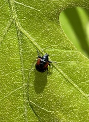 Synolabus bipustulatus