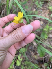 Coreopsis nuecensis