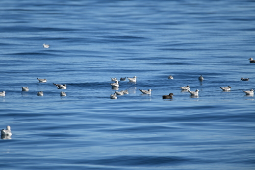 Puffinus tenuirostris observed 2026-09-27