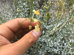 Astragalus tricarinatus