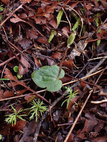 Corybas rotundifolius observed 2026-09-29