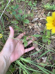 Coreopsis nuecensis