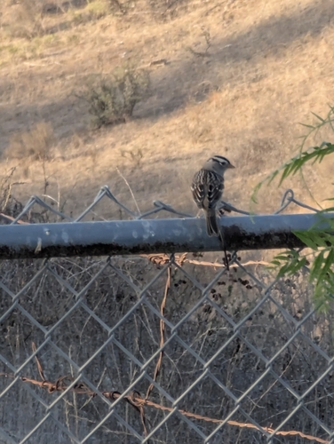 White-crowned Sparrow