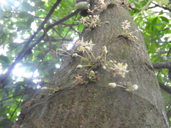 Theobroma cacao