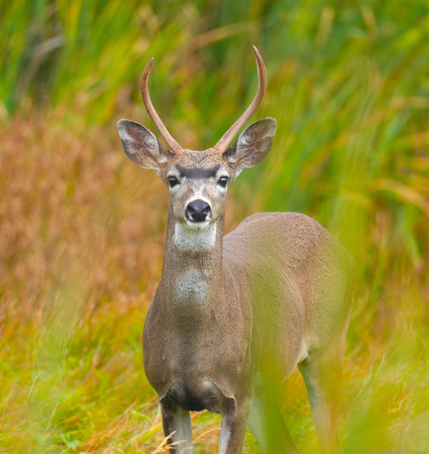 Mule Deer