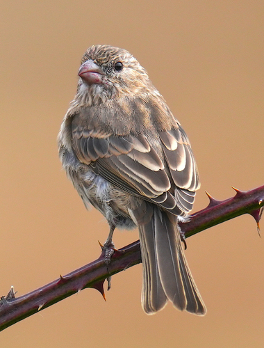 House Finch