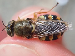 Odontomyia ornata