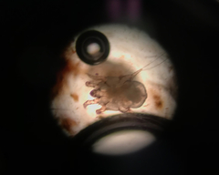 Otodectes cynotis