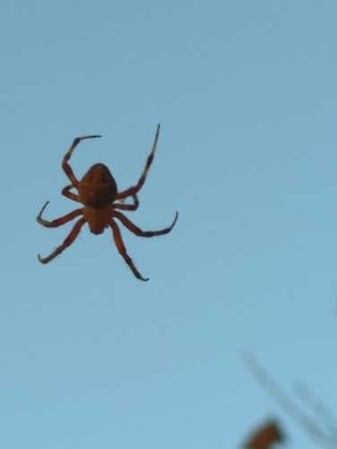 Spotted Orbweaver