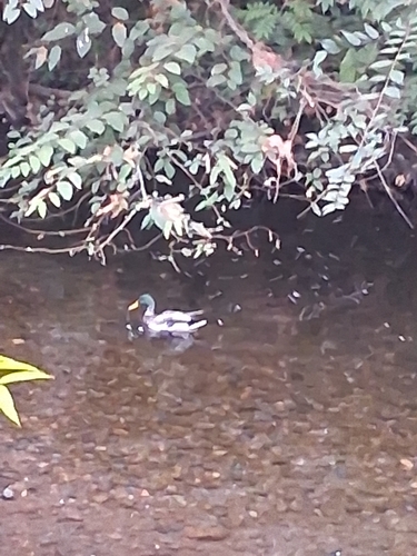 Mallard