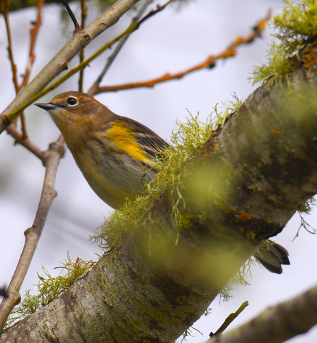 Yellow-rumped Warbler