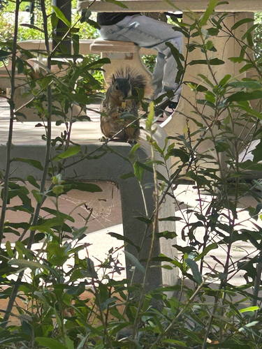 Eastern Fox Squirrel