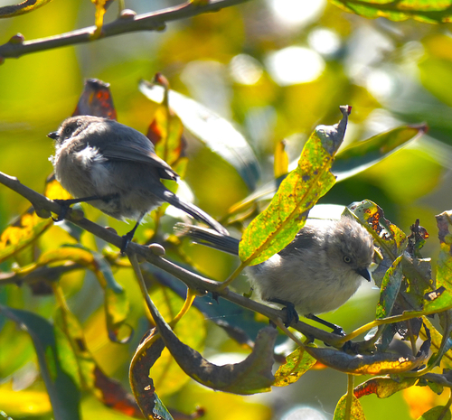 Bushtit