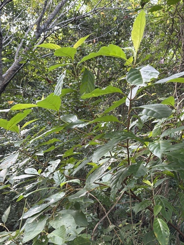 Wendlandia formosana observed 2026-10-01