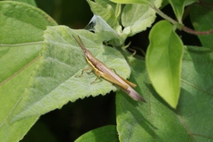 Leptysma marginicollis