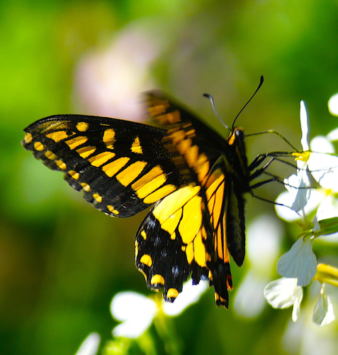 Anise Swallowtail