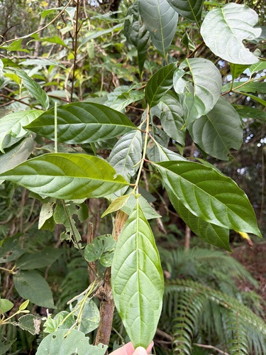 Wendlandia formosana observed 2026-10-01