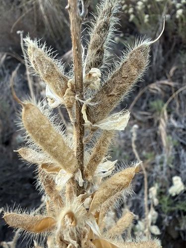 Lupinus hirsutissimus, 2026-06-18