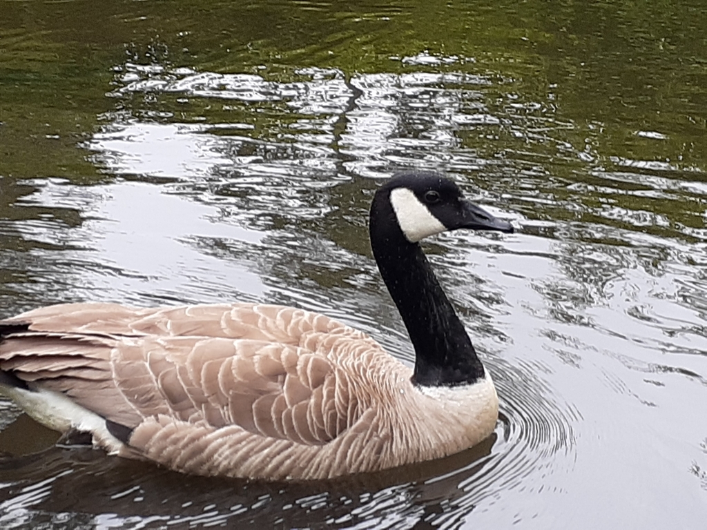 Canada Goose Birds of Rosewood Nature Study Area iNaturalist