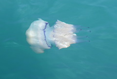 Rhizostoma pulmo