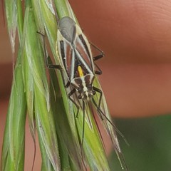 Horistus orientalis