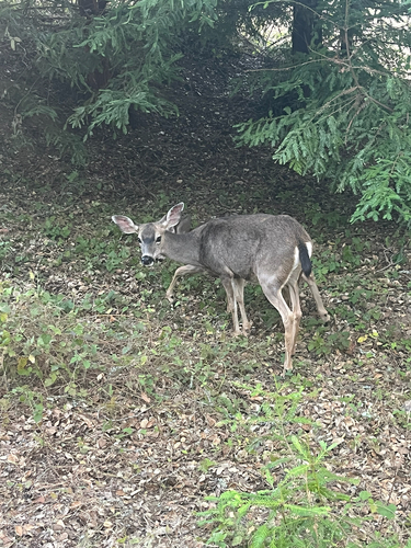 Columbian Black-tailed Deer