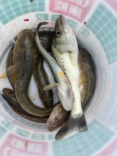 Ctenogobius observed 2026-09-29