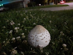 Chlorophyllum