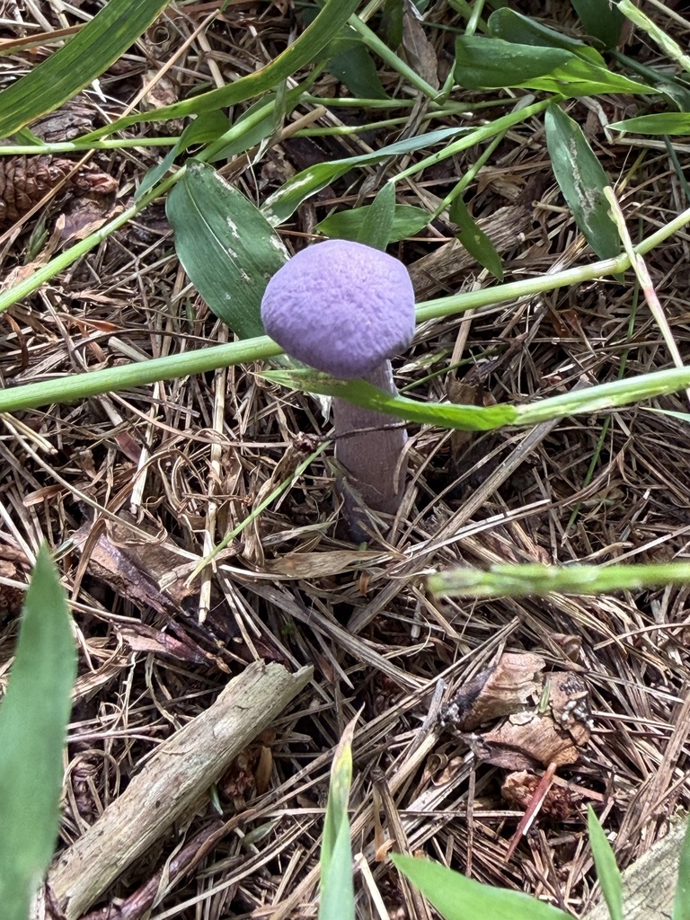 Purple-and-White Deceiver · September 2026 · photo: Photo: (c) Julie Travaglini, some rights reserved (CC BY) · iNaturalist