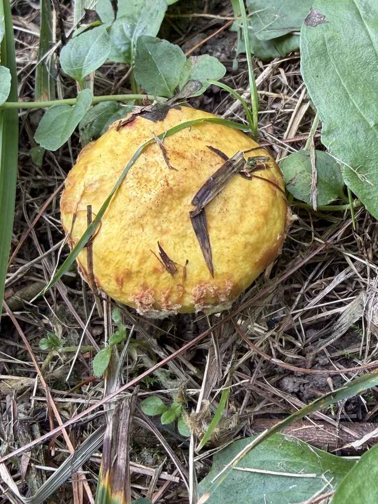 Chicken Fat Mushroom · September 2026 · photo: Photo: (c) Julie Travaglini, some rights reserved (CC BY) · iNaturalist