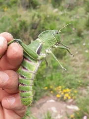 Pamphagus cristatus