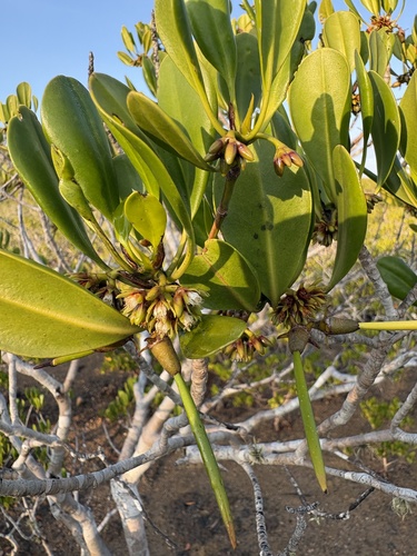 Ceriops australis observed 2026-09-30