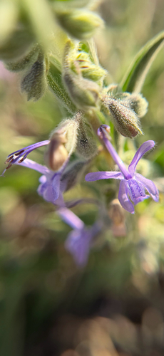 Vinegar Weed