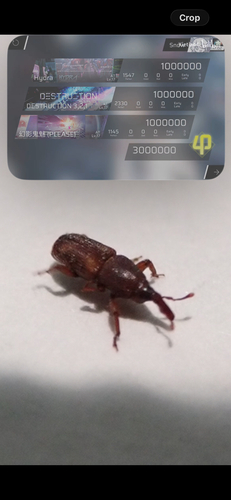 Sitophilus oryzae, 2026-08-30