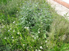 Cynoglossum officinale
