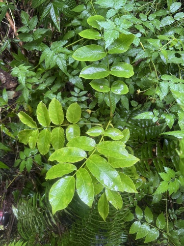 Polyscias oahuensis, 2026-09-30