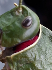 Pamphagus cristatus