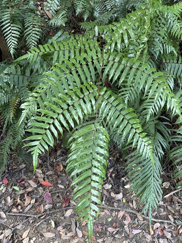 Gymnosphaera podophylla observed 2026-10-01