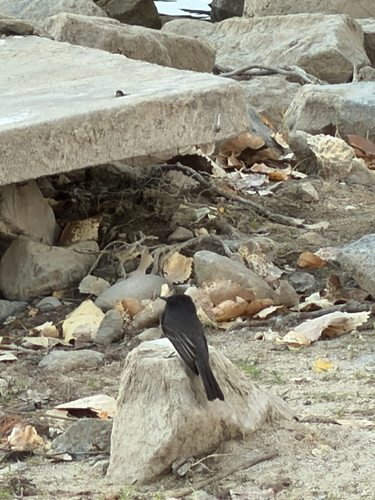 Black Phoebe